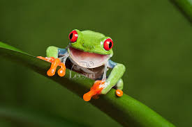 Die Fabel von den Fröschen